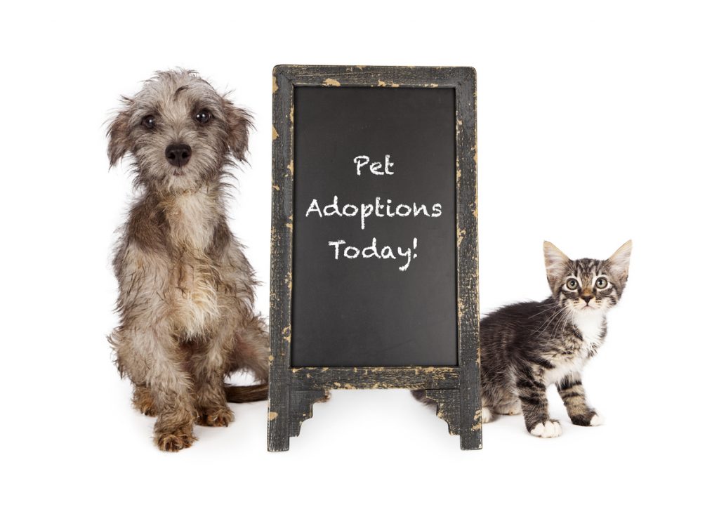 Rescue Pets for adoption at Sulphur Springs Animal Shelter
